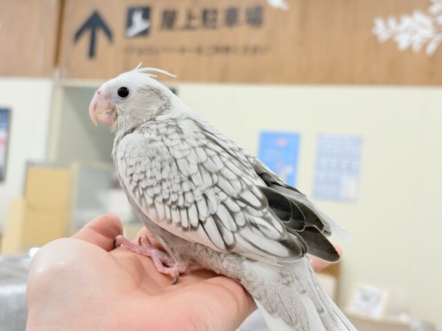 【最新画像更新🪄ひとり餌になりました☆】ぱやぱや♡ハゲタカみたい🐣🫧オカメインコ(WFパールパイド) ヒナ オカメインコ