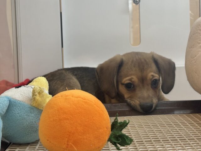チワックス