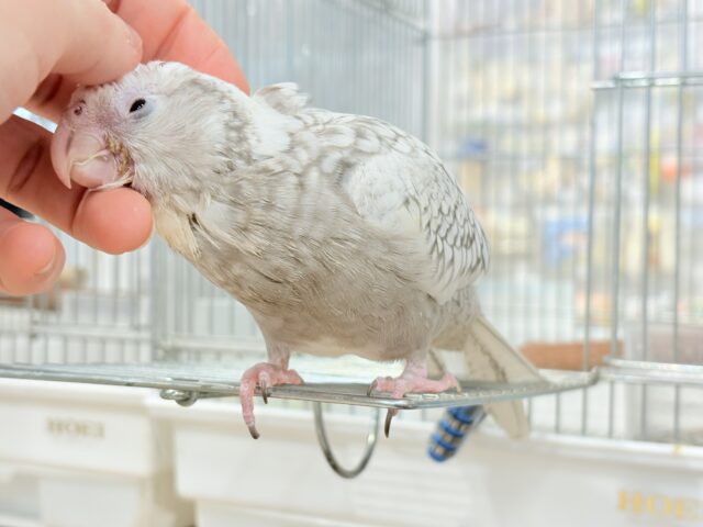【最新画像更新🪄ひとり餌になりました☆】ぱやぱや♡ハゲタカみたい🐣🫧オカメインコ(WFパールパイド) ヒナ オカメインコ
