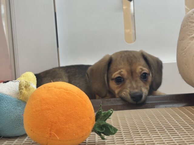 オイラの魅力は底知らず♥チワックスくん! チワックス