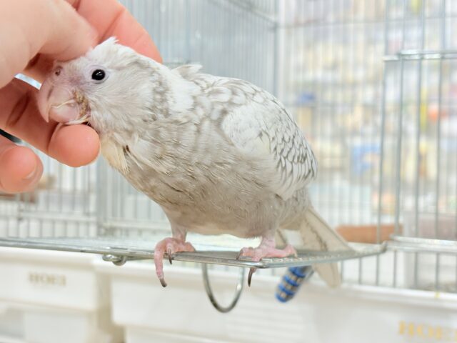 【最新画像更新🪄ひとり餌になりました☆】ぱやぱや♡ハゲタカみたい🐣🫧オカメインコ(WFパールパイド) ヒナ オカメインコ