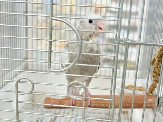 オカメインコ
