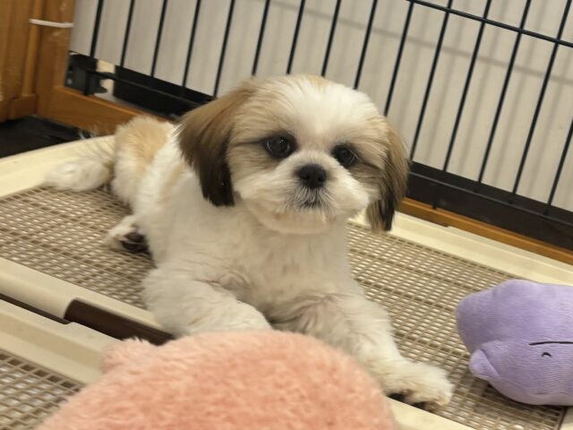 シーズー