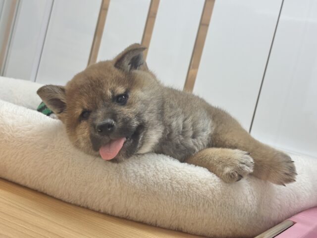 柴犬