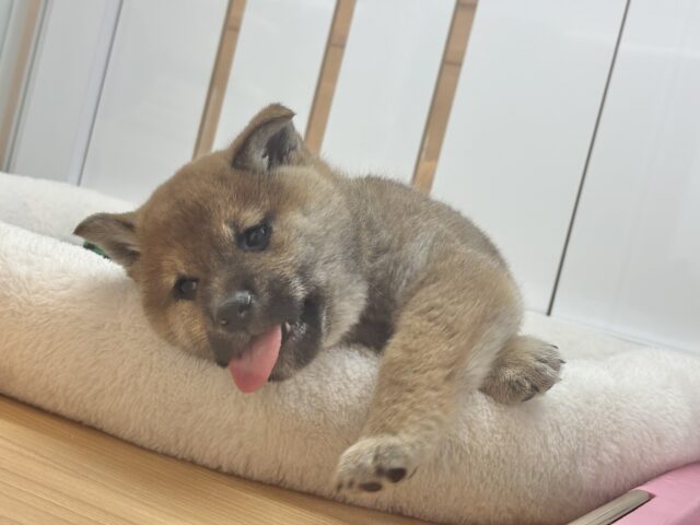 柴犬