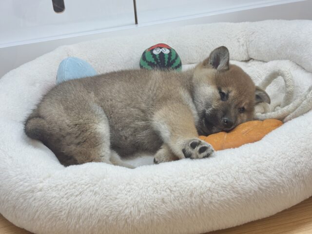 柴犬