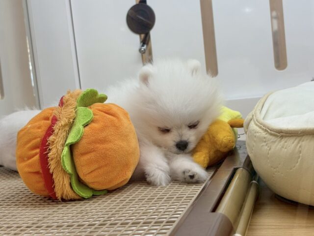 ポメラニアン