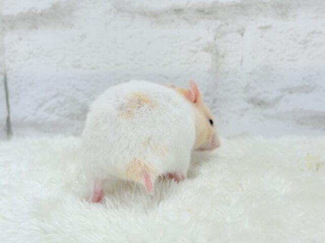カラフルベイビー🐹🪅カラーハムスター(女の子) ゴールデンハムスター