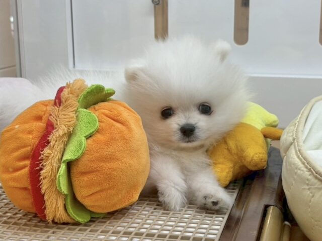 ポメラニアン