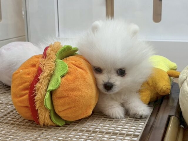 ポメラニアン