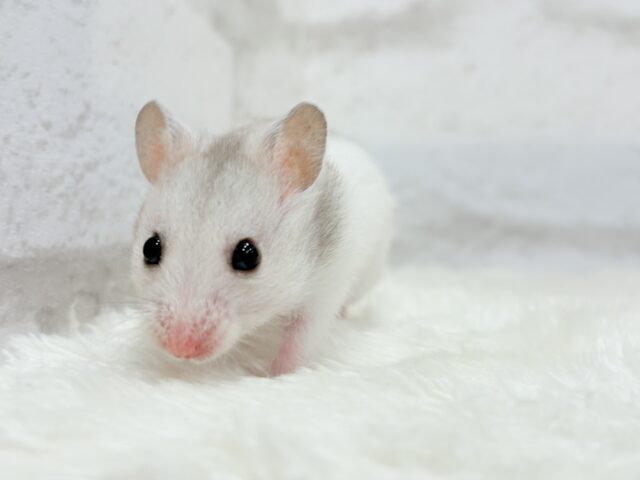 カラフルベイビー🐹🪅カラーハムスター(女の子) ゴールデンハムスター