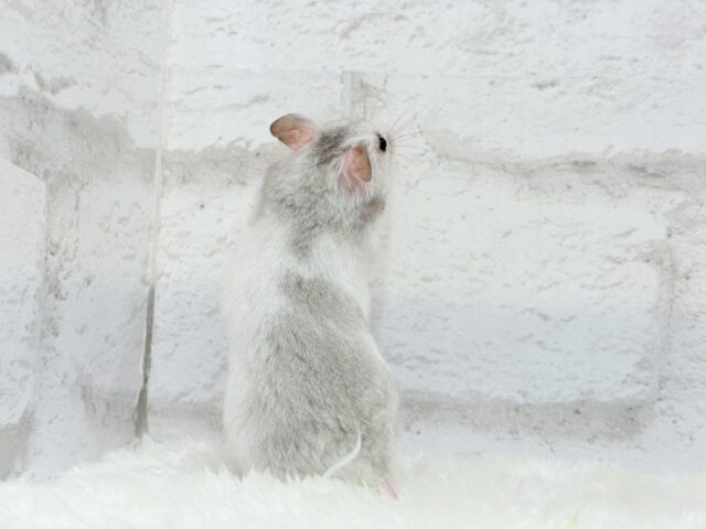 カラフルベイビー🐹🪅カラーハムスター(女の子) ゴールデンハムスター