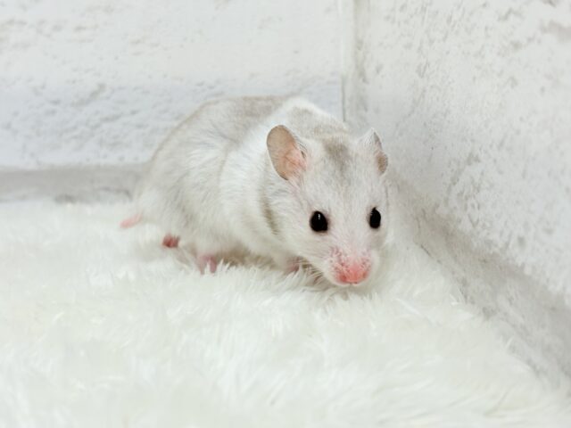 カラフルベイビー🐹🪅カラーハムスター(女の子) ゴールデンハムスター