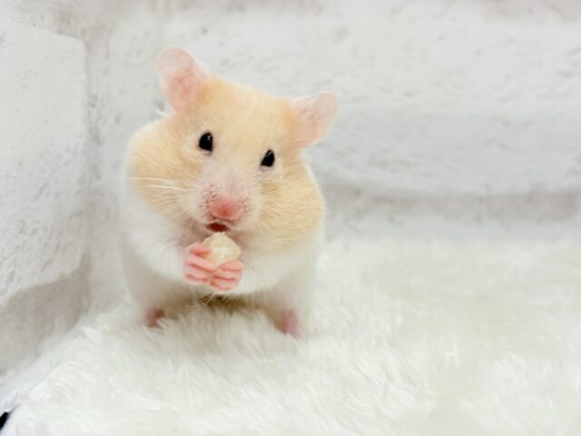 カラフルベイビー🐹🪅カラーハムスター(女の子) ゴールデンハムスター