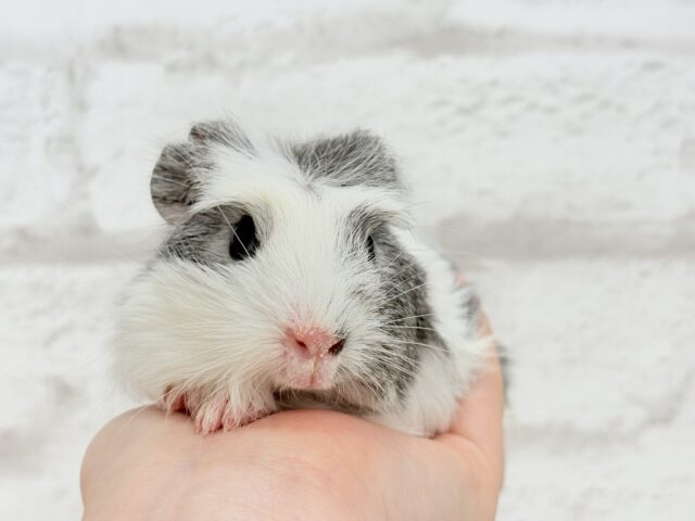 【最新画像更新🪄】僕にはかっこいい王冠があるんだ🐹👑✨クレステッドモルモット(男の子) クレステッドモルモット