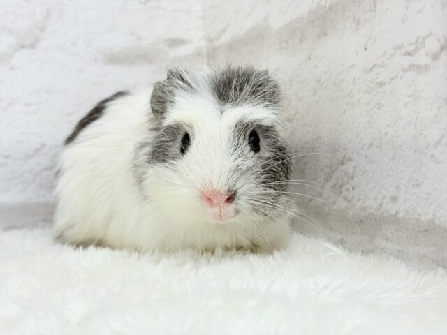 【最新画像更新🪄】僕にはかっこいい王冠があるんだ🐹👑✨クレステッドモルモット(男の子) クレステッドモルモット