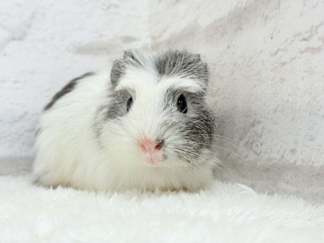 【最新画像更新🪄】僕にはかっこいい王冠があるんだ🐹👑✨クレステッドモルモット(男の子) クレステッドモルモット