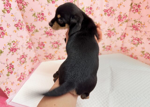 チワックス