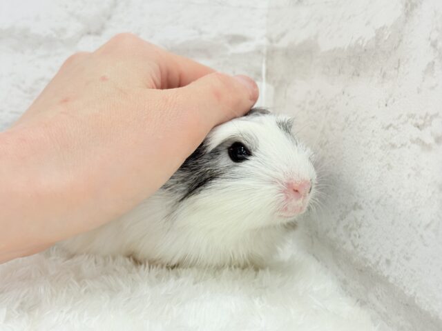 【最新画像更新🪄】僕にはかっこいい王冠があるんだ🐹👑✨クレステッドモルモット(男の子) クレステッドモルモット