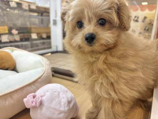 ポメプー