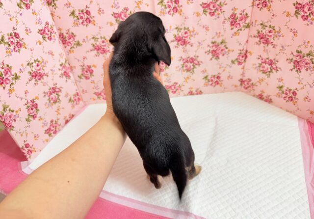チワックス