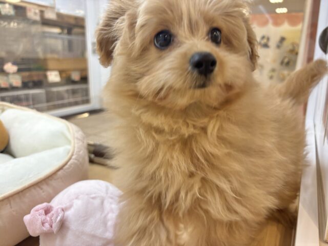 ポメプー