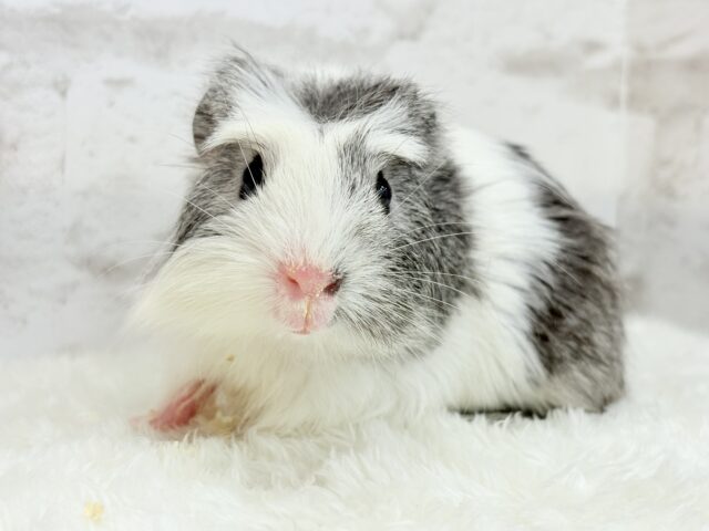 【最新画像更新🪄】僕にはかっこいい王冠があるんだ🐹👑✨クレステッドモルモット(男の子) クレステッドモルモット
