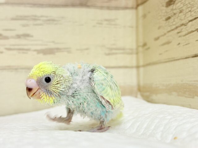 【最新画像・動画更新🪄もうすぐひとり餌☆】パステル🪅メリーゴーランド🐣🎡セキセイインコ(パステルカラーレインボースパングル) ヒナ セキセイインコ