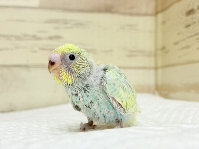 【最新画像・動画更新🪄もうすぐひとり餌☆】パステル🪅メリーゴーランド🐣🎡セキセイインコ(パステルカラーレインボースパングル) ヒナ セキセイインコ