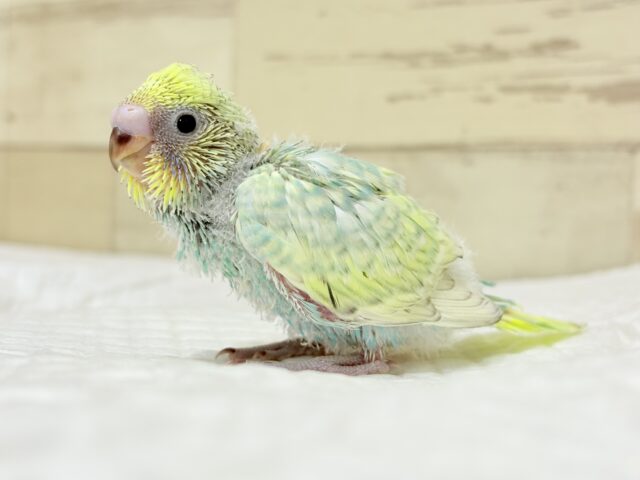 【最新画像・動画更新🪄もうすぐひとり餌☆】パステル🪅メリーゴーランド🐣🎡セキセイインコ(パステルカラーレインボースパングル) ヒナ セキセイインコ