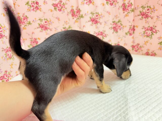チワックス