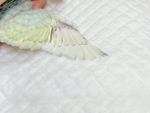 【最新画像・動画更新🪄もうすぐひとり餌☆】パステル🪅メリーゴーランド🐣🎡セキセイインコ(パステルカラーレインボースパングル) ヒナ セキセイインコ
