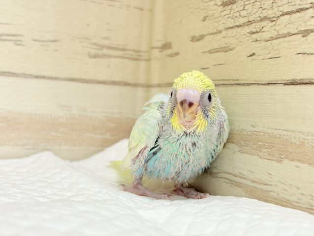【最新画像・動画更新🪄もうすぐひとり餌☆】パステル🪅メリーゴーランド🐣🎡セキセイインコ(パステルカラーレインボースパングル) ヒナ セキセイインコ
