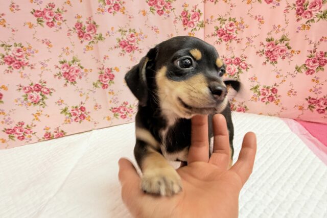 チワックス