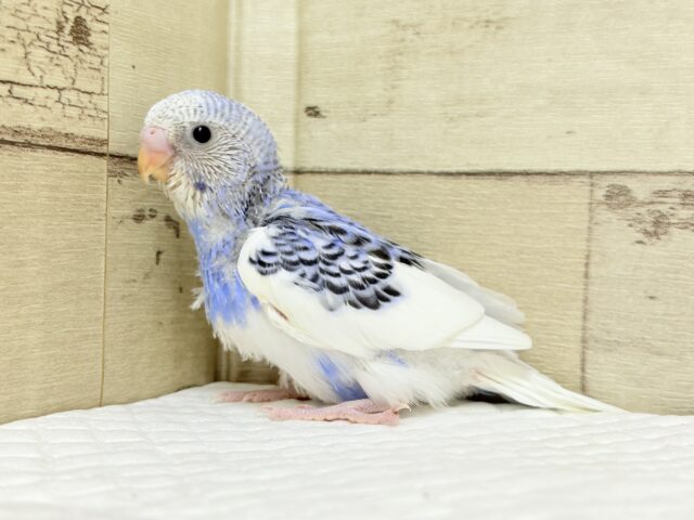 きゅるるんっ🫧きらきらおめめ☆セキセイインコ(パイド) ヒナ セキセイインコ