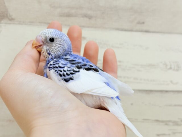 きゅるるんっ🫧きらきらおめめ☆セキセイインコ(パイド) ヒナ セキセイインコ