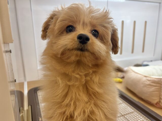 ポメプー