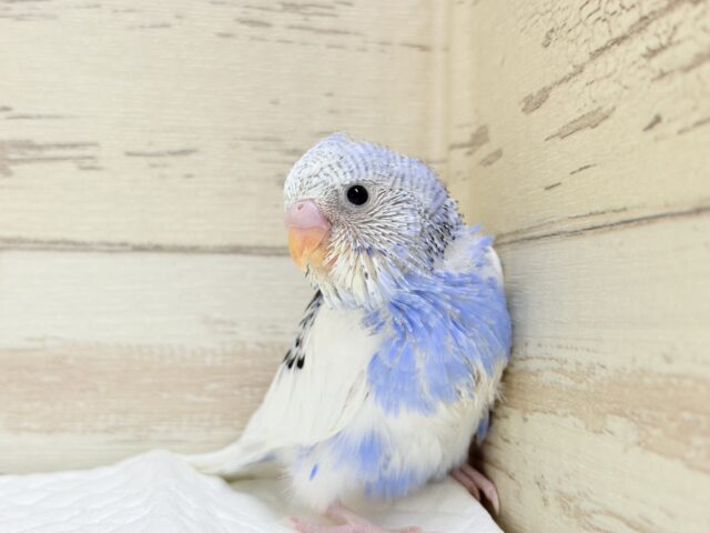 きゅるるんっ🫧きらきらおめめ☆セキセイインコ(パイド) ヒナ セキセイインコ