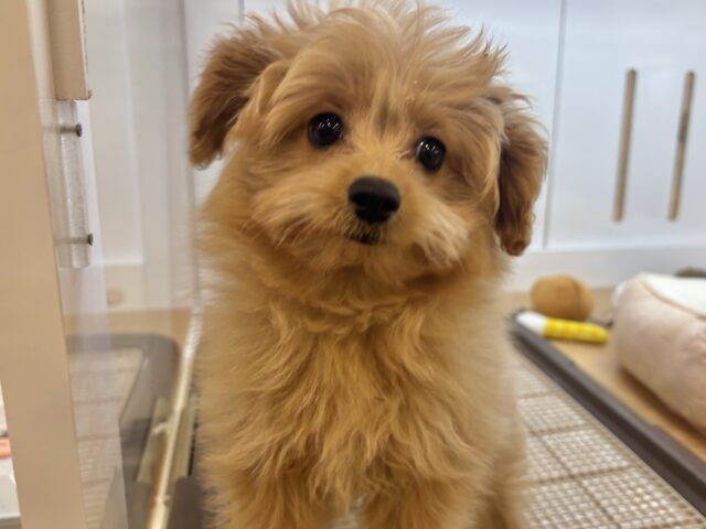 ポメプー