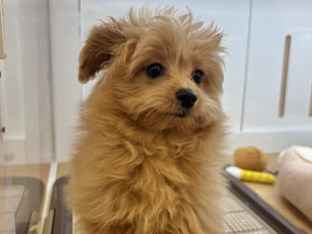 超ホヤホヤ最新画像✨太陽みたいな明るい存在♥ポメプーちゃん! ポメプー
