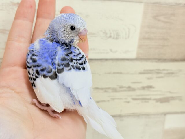 きゅるるんっ🫧きらきらおめめ☆セキセイインコ(パイド) ヒナ セキセイインコ