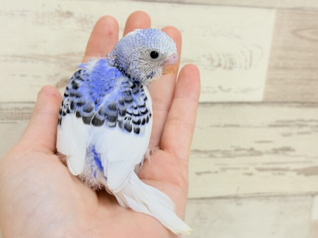 きゅるるんっ🫧きらきらおめめ☆セキセイインコ(パイド) ヒナ セキセイインコ