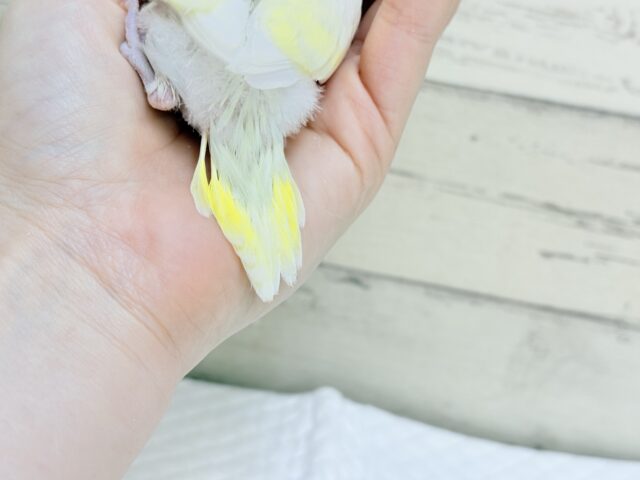 【最新画像更新🪄】ふんわり柔らか🧁𓂃𓈒𓏸︎︎︎︎セキセイインコ(クリーム) ヒナ セキセイインコ