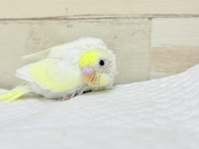 【最新画像更新🪄】ふんわり柔らか🧁𓂃𓈒𓏸︎︎︎︎セキセイインコ(クリーム) ヒナ セキセイインコ