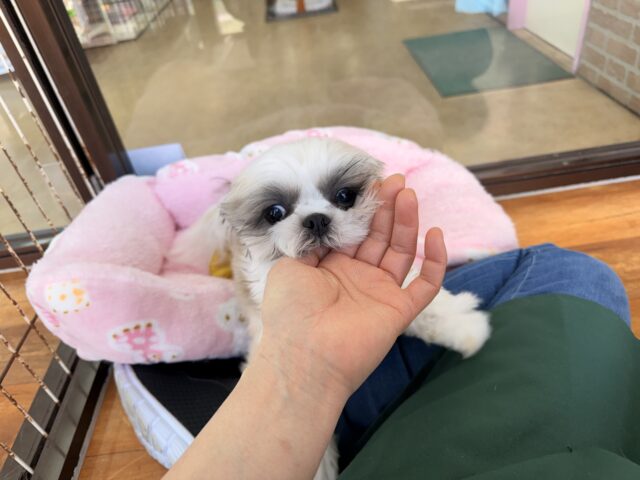 シーズー