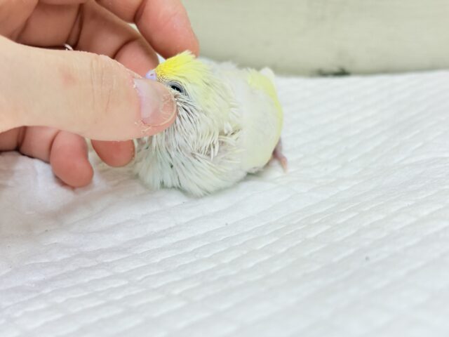 【最新画像更新🪄】ふんわり柔らか🧁𓂃𓈒𓏸︎︎︎︎セキセイインコ(クリーム) ヒナ セキセイインコ