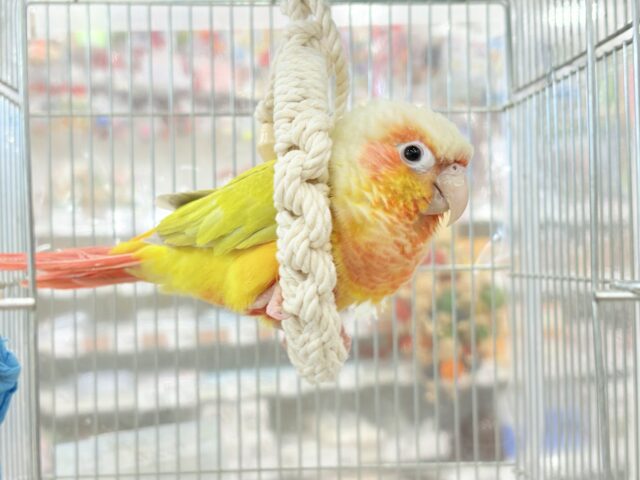 【最新画像更新🪄】ほんとはね…甘えたいんだ…♡♡ウロコインコ(サンチーク) ホオミドリウロコインコ