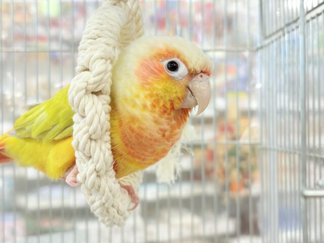 【最新画像更新🪄】ほんとはね…甘えたいんだ…♡♡ウロコインコ(サンチーク) ホオミドリウロコインコ