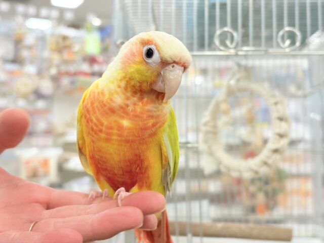 【最新画像更新🪄】ほんとはね…甘えたいんだ…♡♡ウロコインコ(サンチーク) ホオミドリウロコインコ
