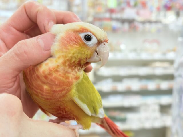 【最新画像更新🪄】ほんとはね…甘えたいんだ…♡♡ウロコインコ(サンチーク) ホオミドリウロコインコ